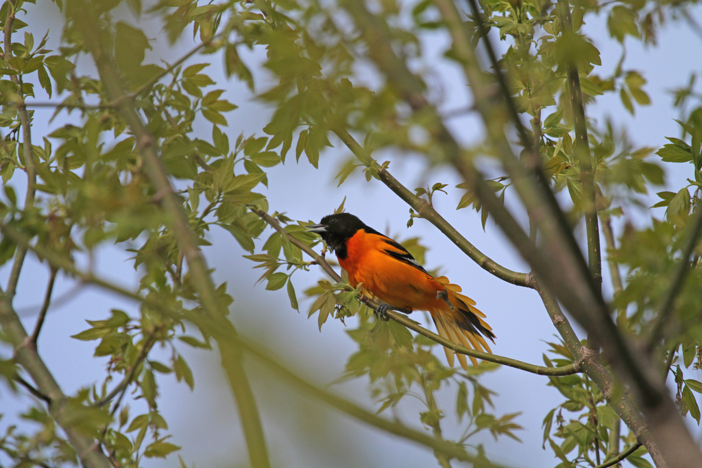 Baltimore Oriole by tosee
