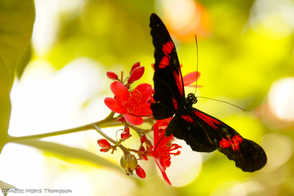 Butterfly World continued by danette