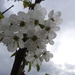 Cherry blossom - 13-5 by barrowlane