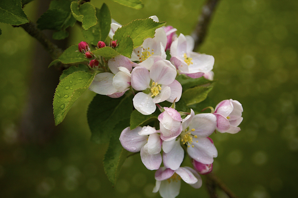 Apple Blossom after the Rain by nicolaeastwood