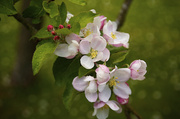 13th May 2013 - Apple Blossom after the Rain