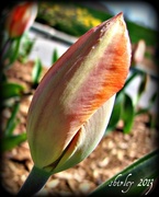 13th May 2013 - tulip bud