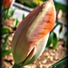 tulip bud by mjmaven