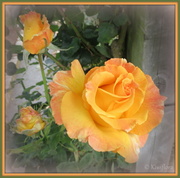 14th May 2013 - Frilly orange rose