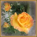Frilly orange rose by kiwiflora