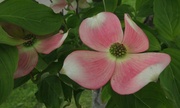13th May 2013 - Dogwood flowers