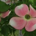 Dogwood flowers by mittens