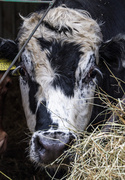 12th May 2013 - blotchy bovine