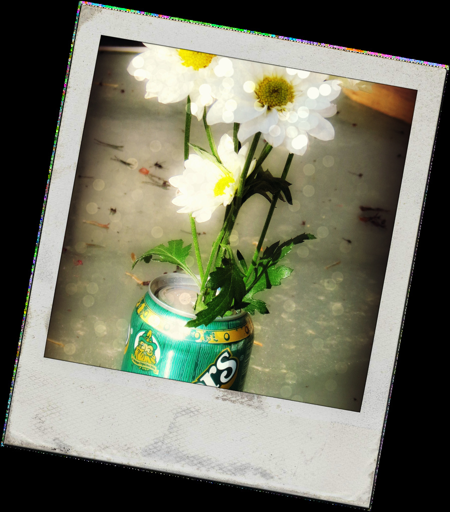 Vernor's Daisies by juliedduncan