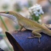 Friendly Lizard by lynne5477