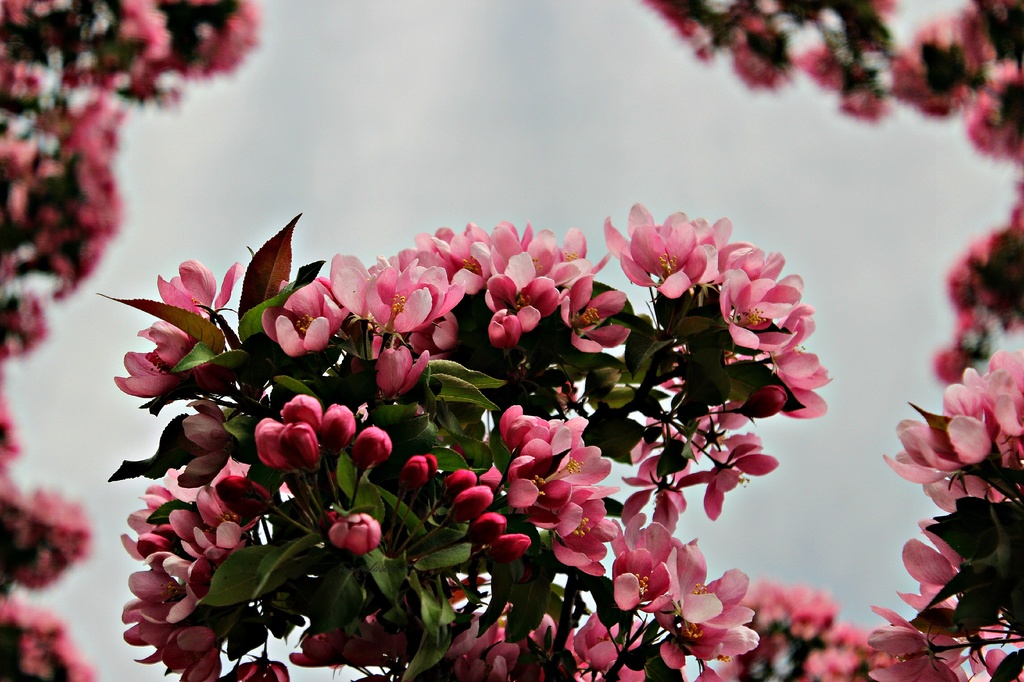 apple blossoms by summerfield