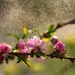 Magical Springtime by exposure4u