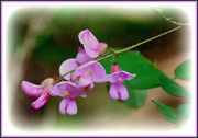13th May 2013 - Pink Locust flowers