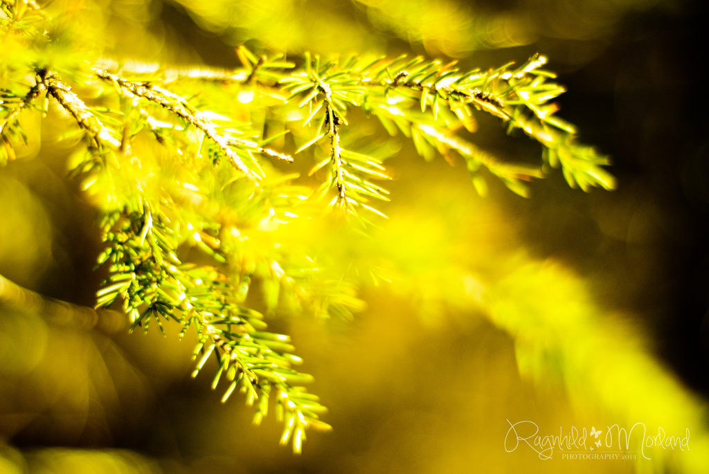 Picea abies by ragnhildmorland