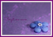 14th May 2013 - Forget me never