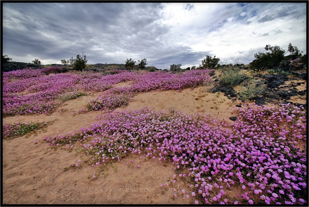 Desert Floor by aikiuser