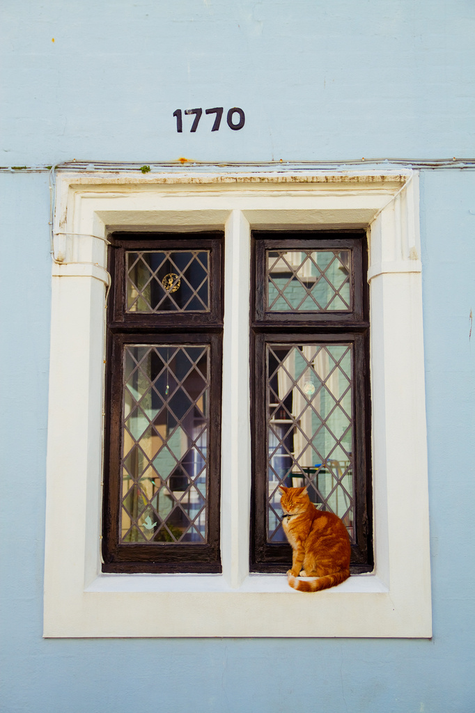 Day 126 - Hastings Cat by stevecameras