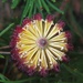 Aussie native flower by alia_801