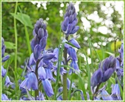 14th May 2013 - Bluebells