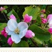 Apple-blossom by beryl