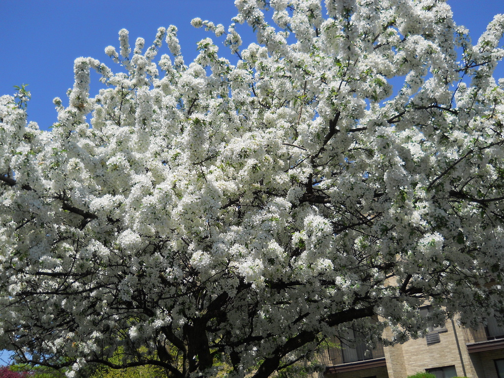 Spring tree in bloom by kchuk