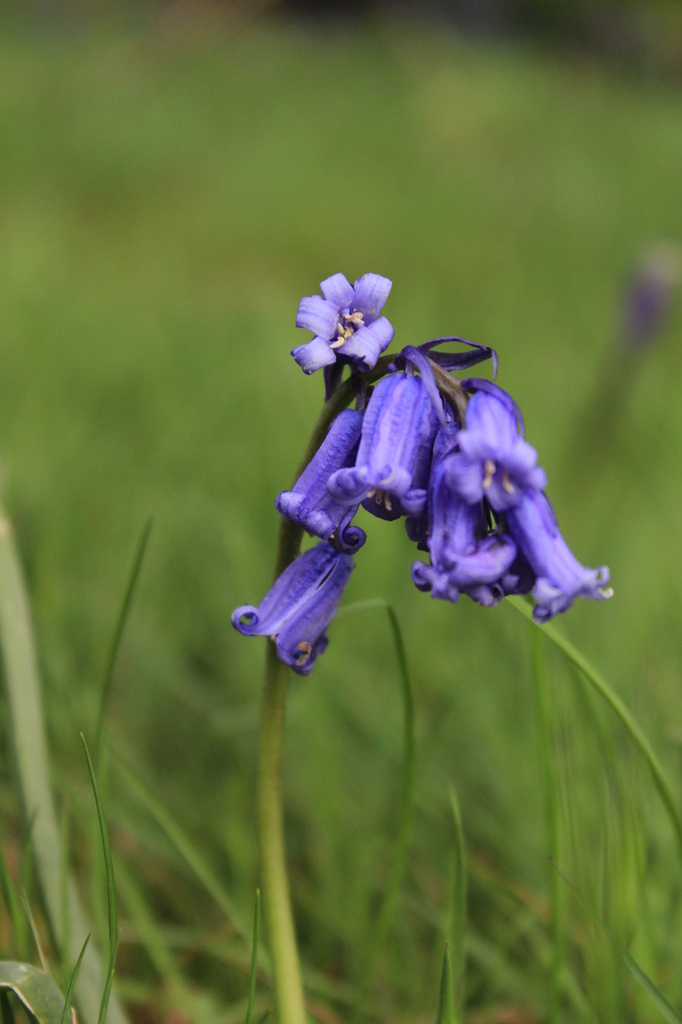 bluebell  by mariadarby