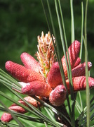 10th May 2013 - red pine cones