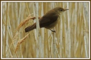 14th May 2013 - Little bird in the reeds