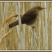 Little bird in the reeds by rosiekind
