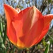 tulip by mjmaven
