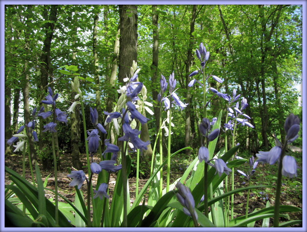 Bluebells in Hinchingbrooke park by busylady