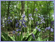 14th May 2013 - Bluebells in Hinchingbrooke park
