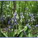 Bluebells in Hinchingbrooke park by busylady