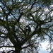 A man in a tree by jeff