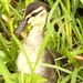 Duckling playing hide and seek by padlock