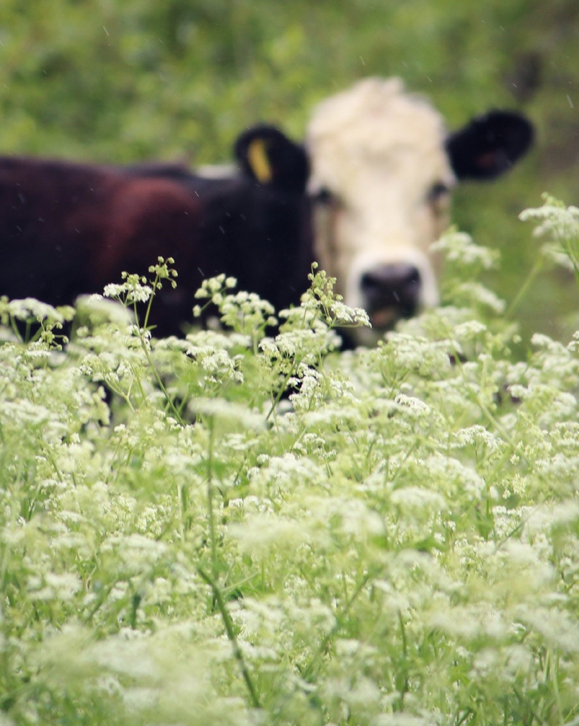 Cow. Parsley. by judithg