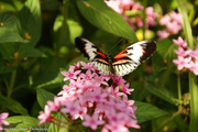 14th May 2013 - Butterfly