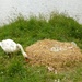 #137 Swan eggs by denidouble