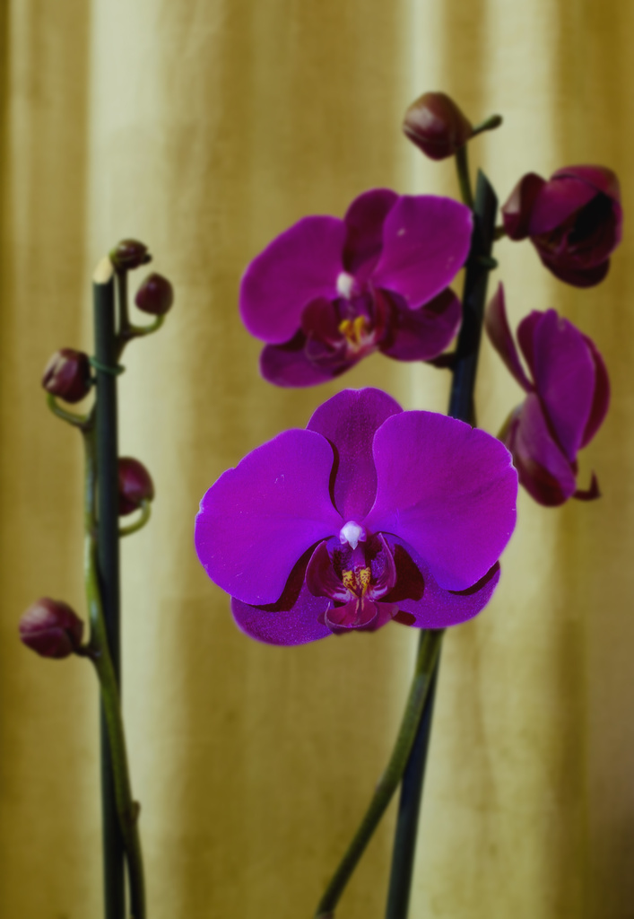 Orchid by salza