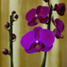 Orchid by salza