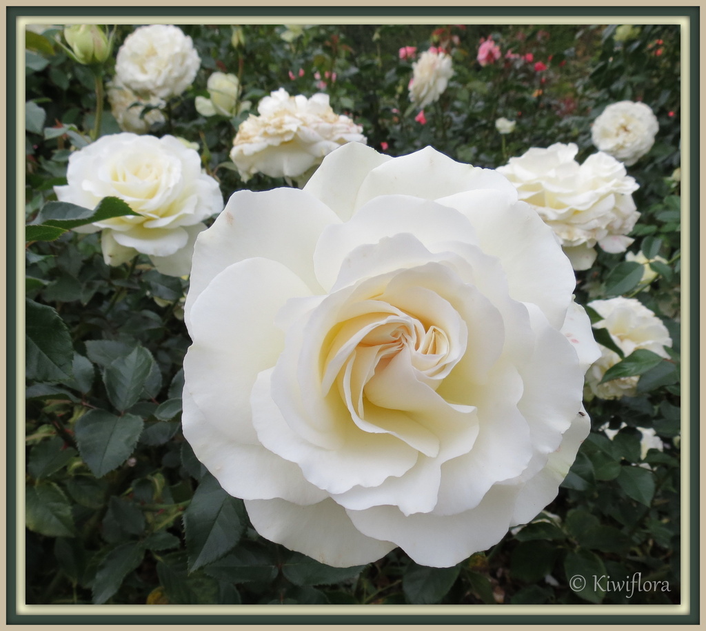 Creamy rose by kiwiflora