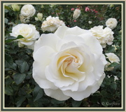 15th May 2013 - Creamy rose