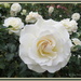 Creamy rose by kiwiflora