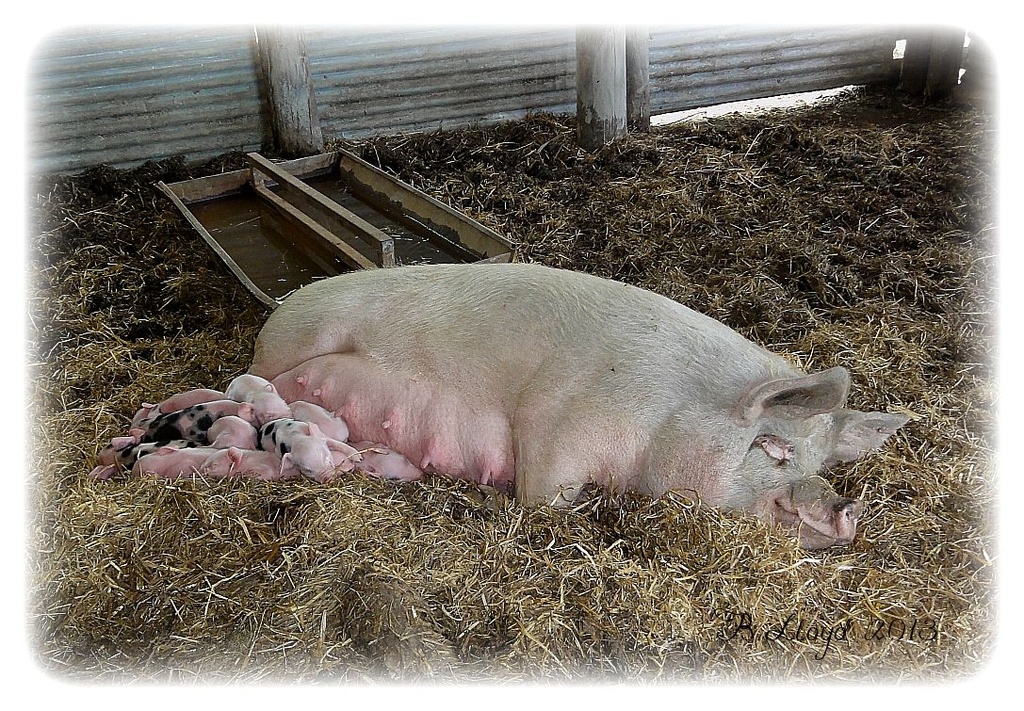 Baby-animals-- *Sow & Piglets* by beryl