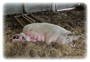15th May 2013 - Baby-animals-- *Sow & Piglets*