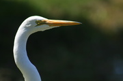 14th May 2013 - Egret