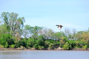 14th May 2013 - Mallard over the Kansas River