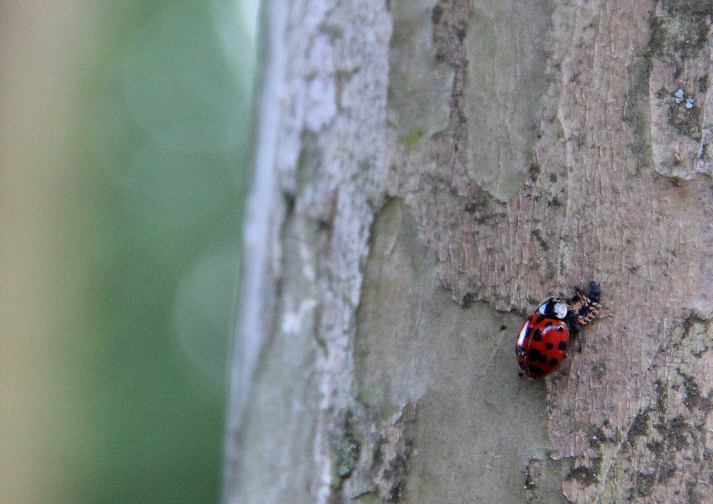 The dark side of Ladybugs by tara11