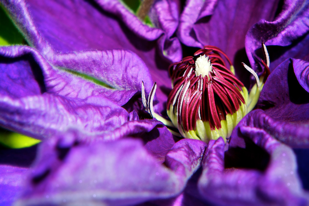 Purple Clematis by kwind