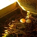 Golden Eggs by cjphoto